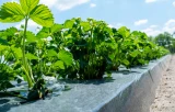 Black Plastic Sheeting with Strawberry Plants