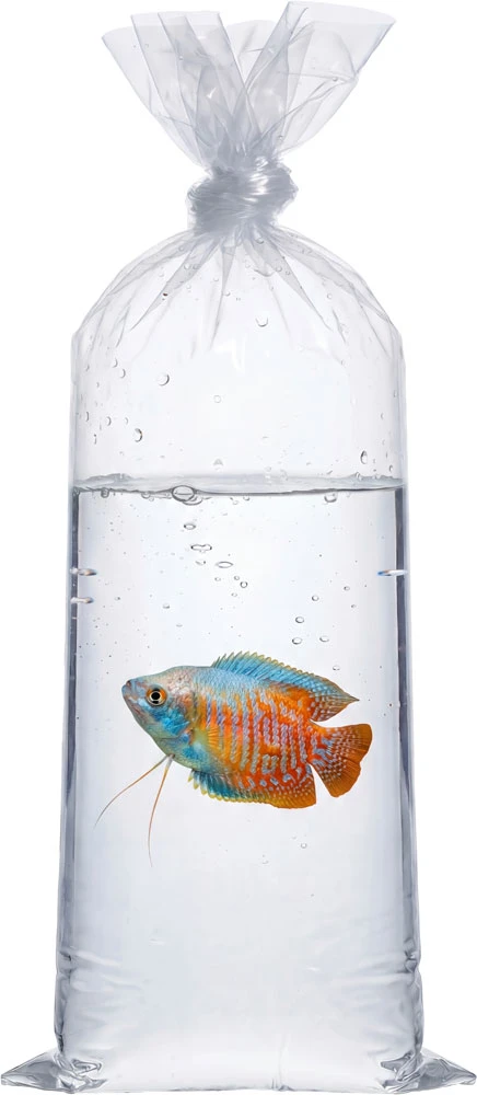 Transporting a Pet Fish in a 2 Mil 10" x 20" Poly Bags