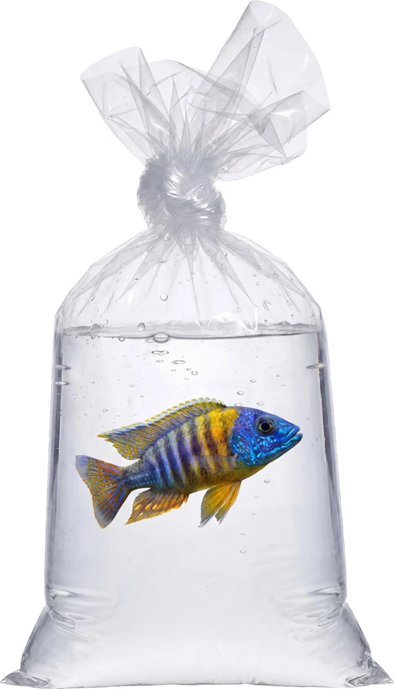 Pet Fish Being Transported in a 2 Mil 12 x 18 Poly Bags
