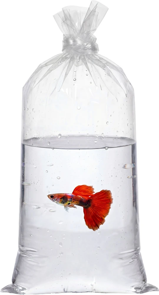 2 Mil 9 x 15 Poly Bags for transporting Pet Fish